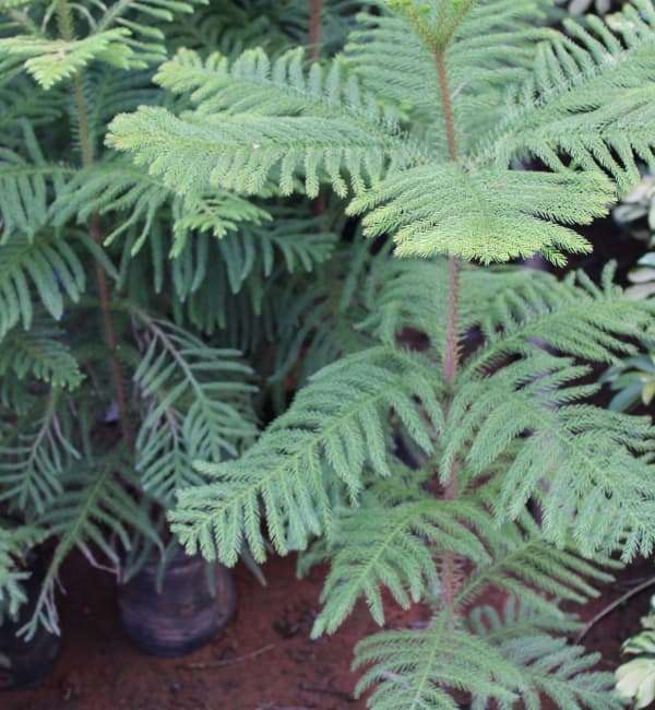Christmas Tree (Norfolk Island Pine) Srikrishna Nursery