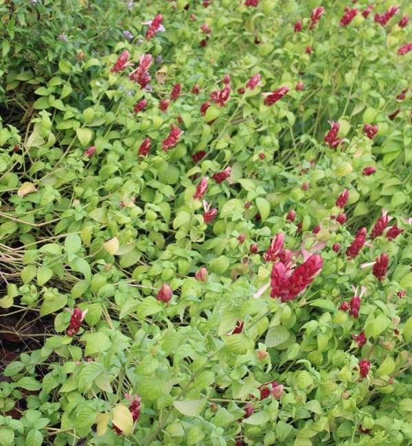 Justicia brandegeana (Red Shrimp )