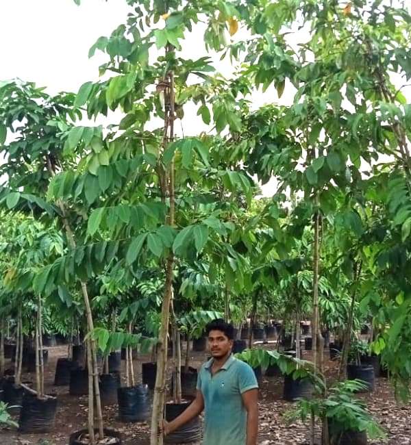 Lagerstroemia Speciosa (Pride of India)