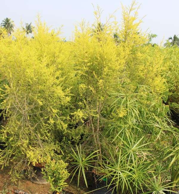 bracteate Golden Crust (Golder Bottle Brush)