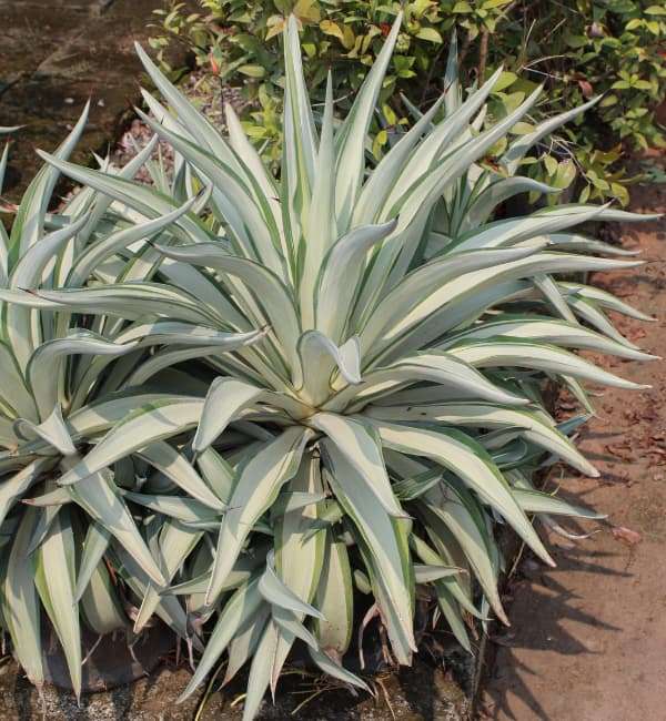 Agave Desmettiana