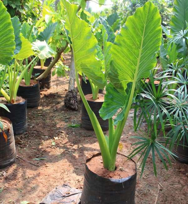 Alocasia (Giant Tar)