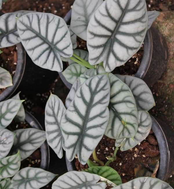 Alocasia Silver