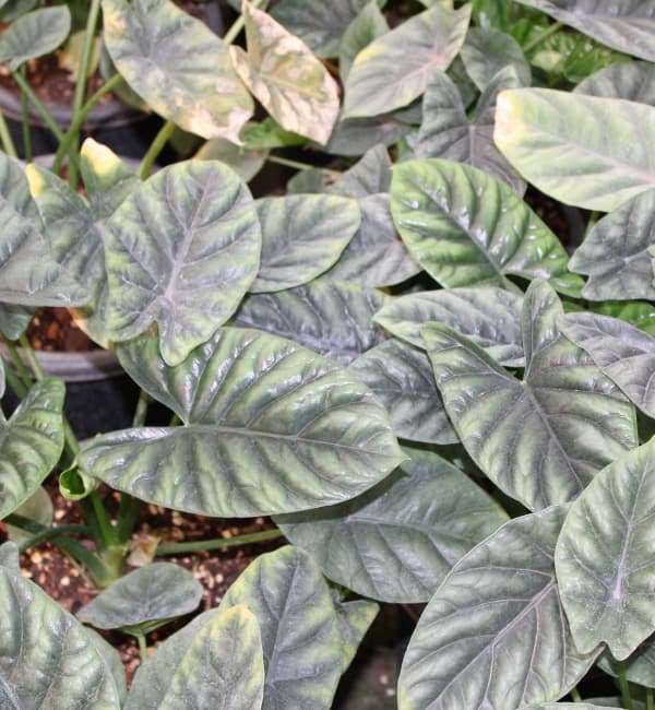 Alocasia Yucatan