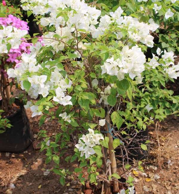 Bougainvillea White