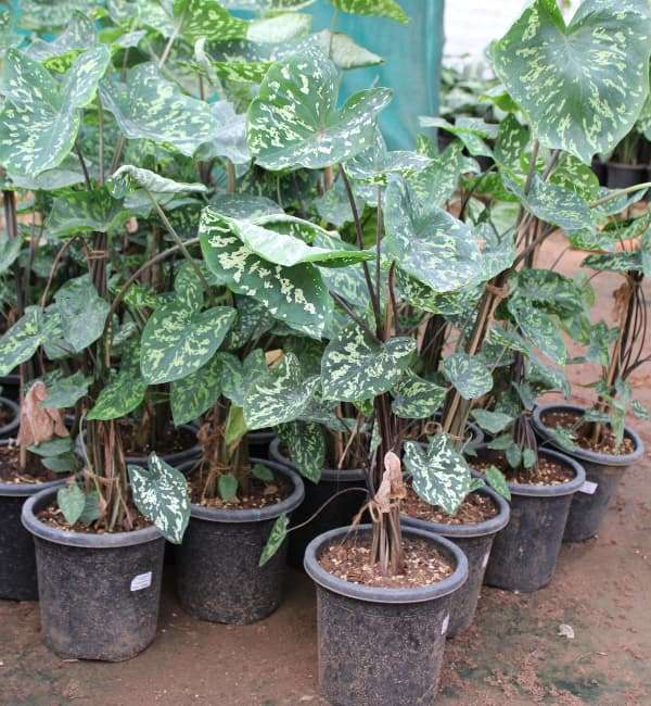 Caladium Bicolor