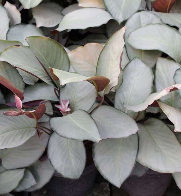 Calatheas