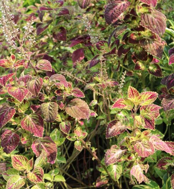 Coleus, Caipirinha