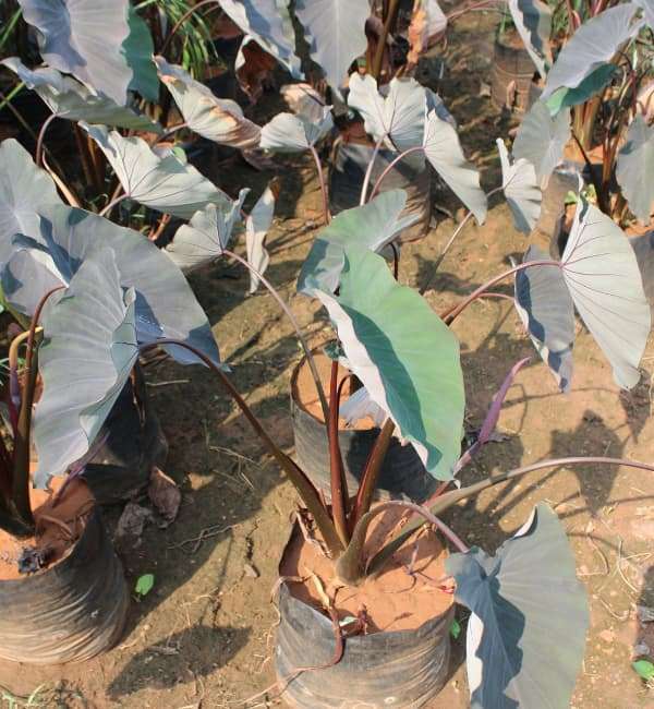 Colocasia Black Marble