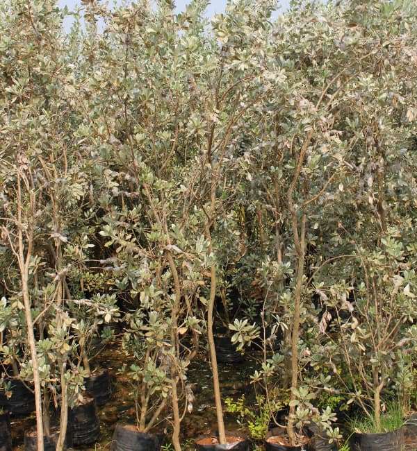 Conocarpus Erectus Silver