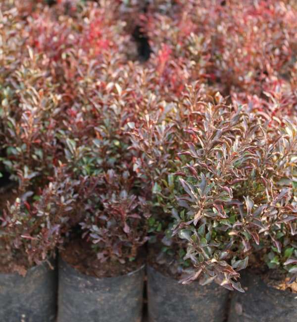 Coprosma Red