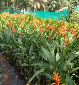 Heliconia psittacorum - Sri Krishna Nursery