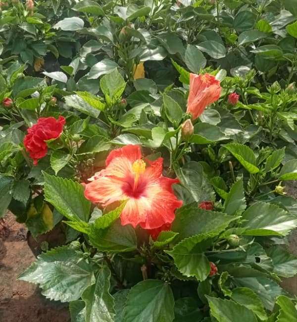 Hibiscus Species (2)