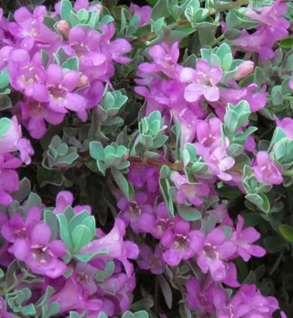 Leucophyllum frutescens