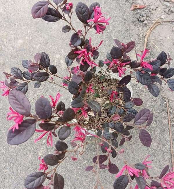 Loropetalum chinense