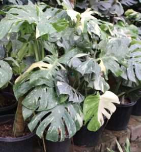 Monstera Deliciosa Variegated - Sri Krishna Nursery
