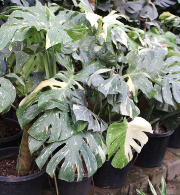 Monstera Deliciosa Variegated