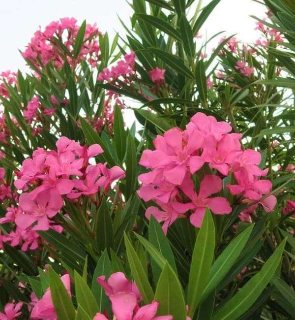 Nerium oleander