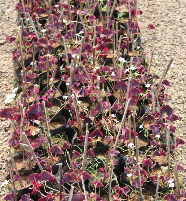 Oxalis Triangularis
