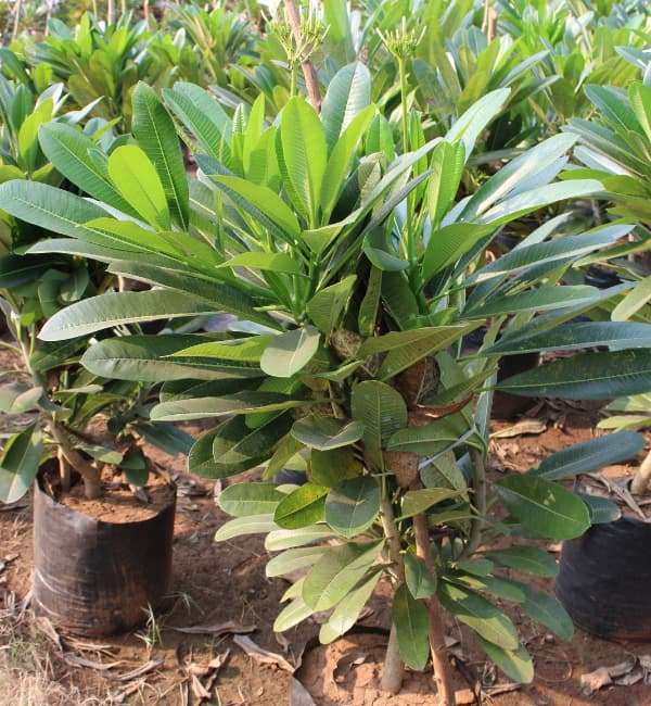 Plumeria Alba