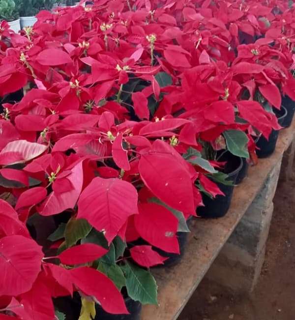 Poinsettia Red