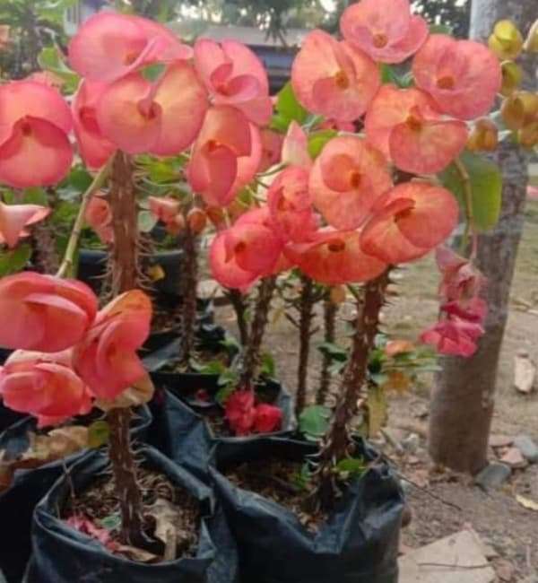 Red Mili Miniature