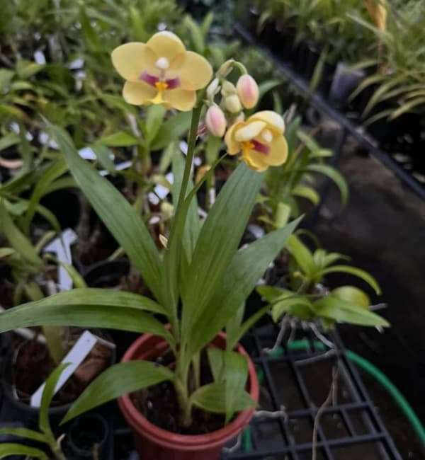 Spathoglottis plicata (2)