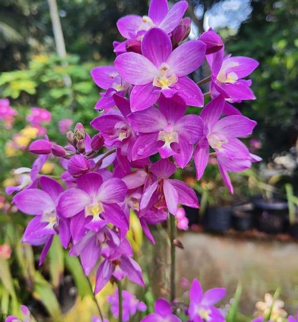 Spathoglottis plicata