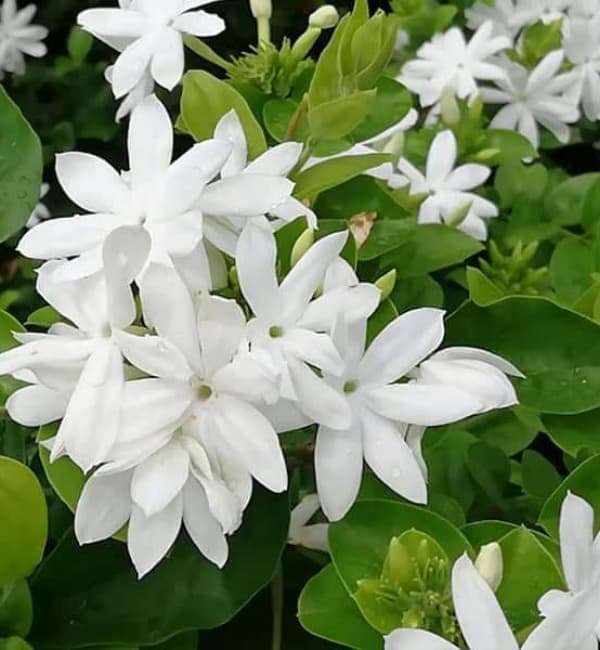 Star jasmine