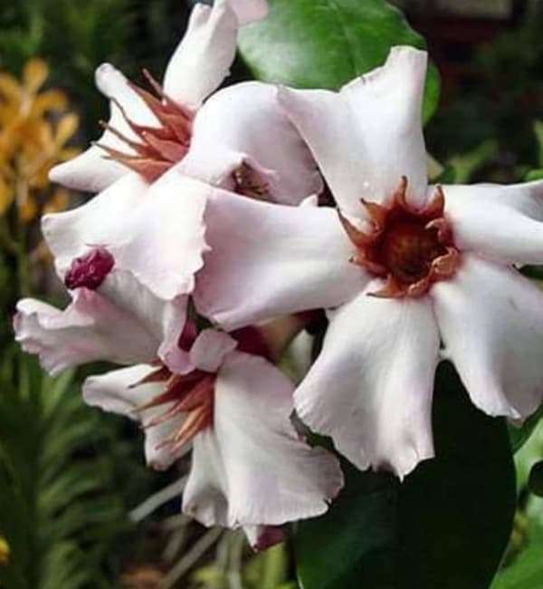 Strophanthus gratus