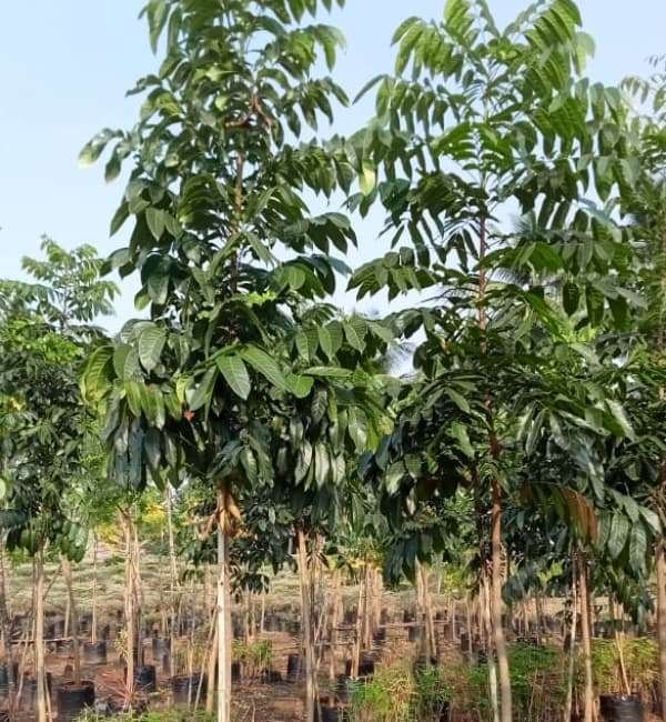 thumbnail image 2 of Swietenia Mahagoni Mahogany Tree Seeds – 100 Rare Hardwood Bonsai Seeds 2 of 5