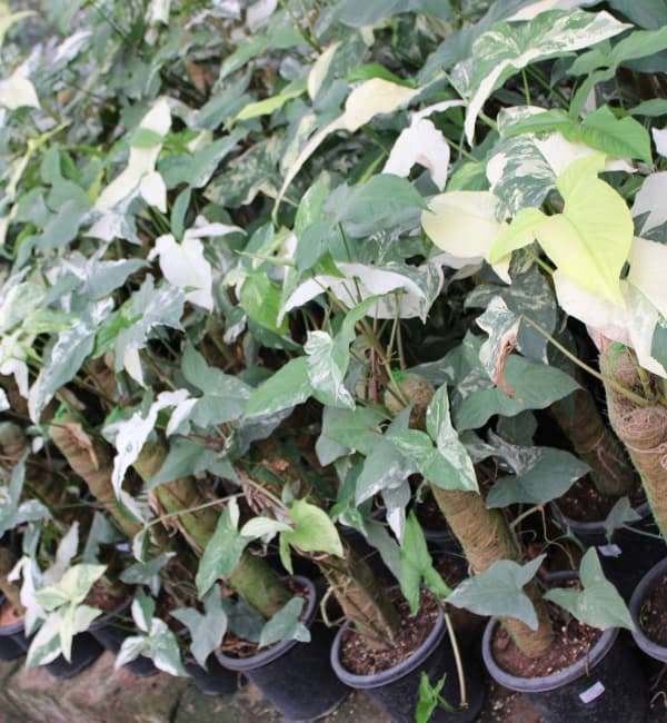Syngonium Podophyllum