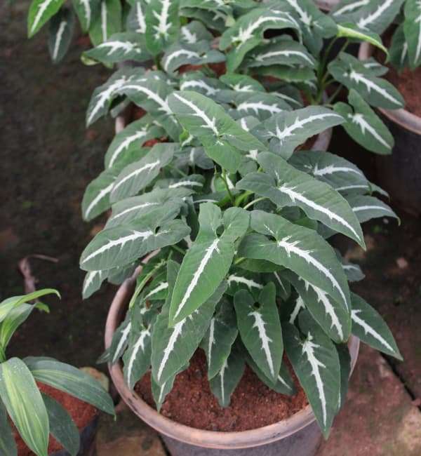 Syngonium Wendlandii
