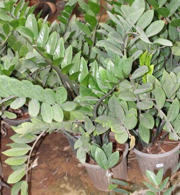 ZZ Plant (Zamioculcas Zamifolia)