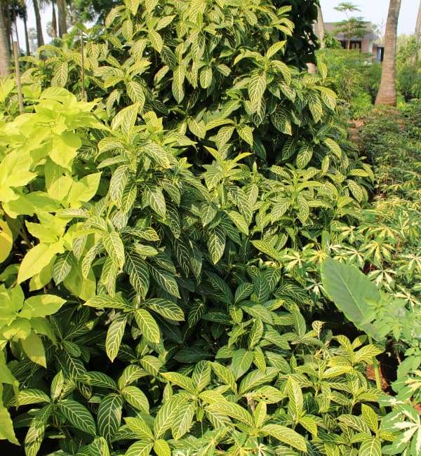 Zebra Plant (Sanchezia Nobilis)